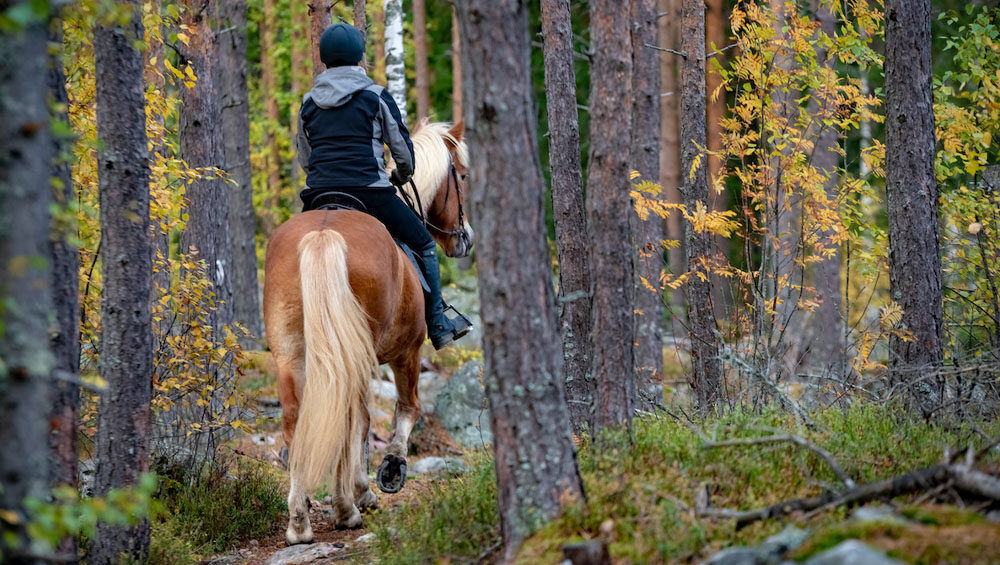 Cosa occorre per una passeggiata a cavallo? - Horse Trekking Crew