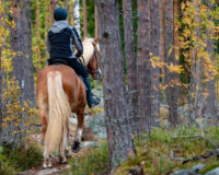Cosa occorre per una passeggiata a cavallo? - Horse Trekking Crew