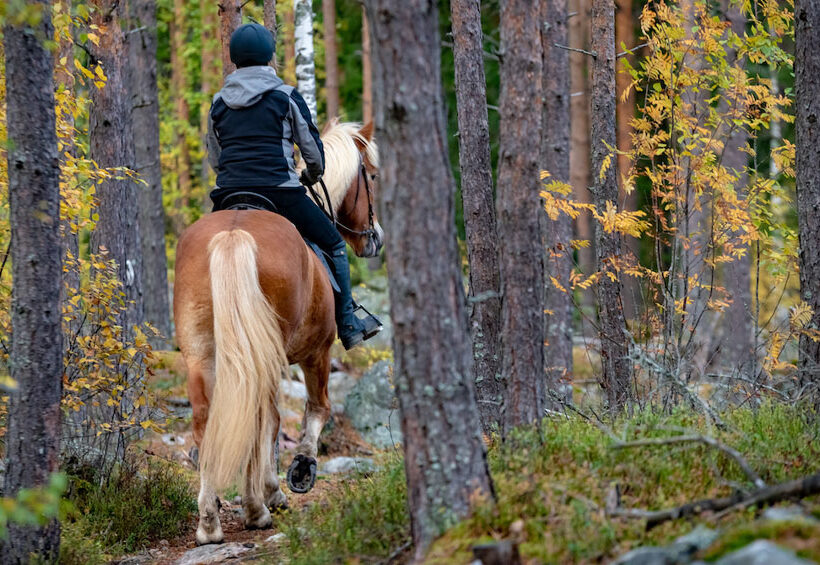 Cosa occorre per una passeggiata a cavallo? - Horse Trekking Crew